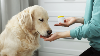 Essential Supplements for Your Dog: What You Need to Know