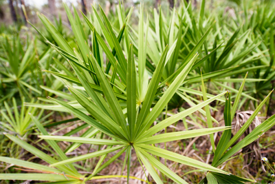 Benefits of Saw Palmetto