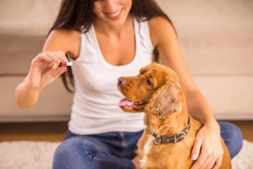 Flavored Capsules for Pets: A Great Solution for a Significant Problem - Capsuline