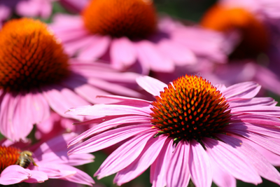 The benefits of Echinacea