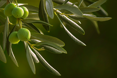 Olive Leaf