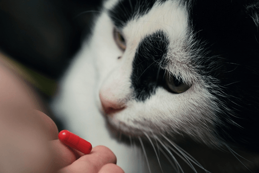 The Best Tips and Tricks to Pill your Cat - Capsuline