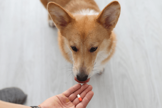 The ultimate guide to CBD for dogs - Capsuline